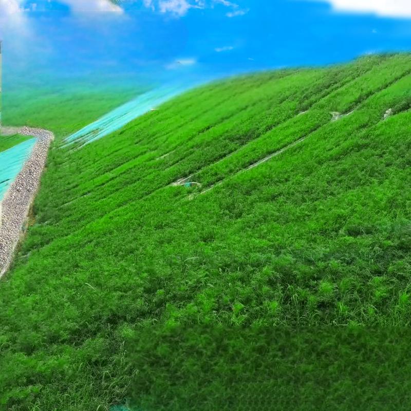 新鲜生活 四季常青护坡固土耐寒耐旱边坡绿化草坪草籽免修剪黑麦草高羊茅籽草种子 25kg高清大图