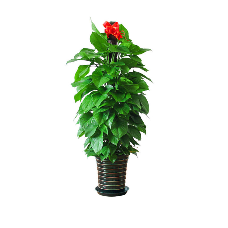 办公空间绿植花卉摆租大绿萝株高150-160cm