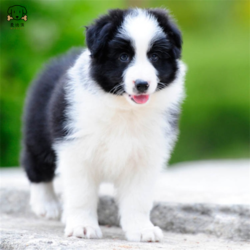 麦比佳 边境牧羊犬幼犬 边牧狗活体纯种血统级中大型边牧犬大骨架三通七白通脖通背牧羊犬高智商宠物狗公母可视频挑选高清大图