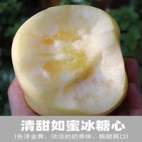 桔缘烟台苹果小苹果富士奶油富士苹果4.5斤13-15个左右迷离小果脆甜
