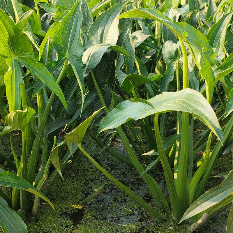 赛卡伊 蓝茨菰新鲜现挖大号茨菇荸荠新鲜蔬菜马蹄茨菇慈菇批发 中茨菇*3斤