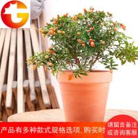 小种四季开花室内耐寒植物花卉办公室盆栽观花盆景绿植