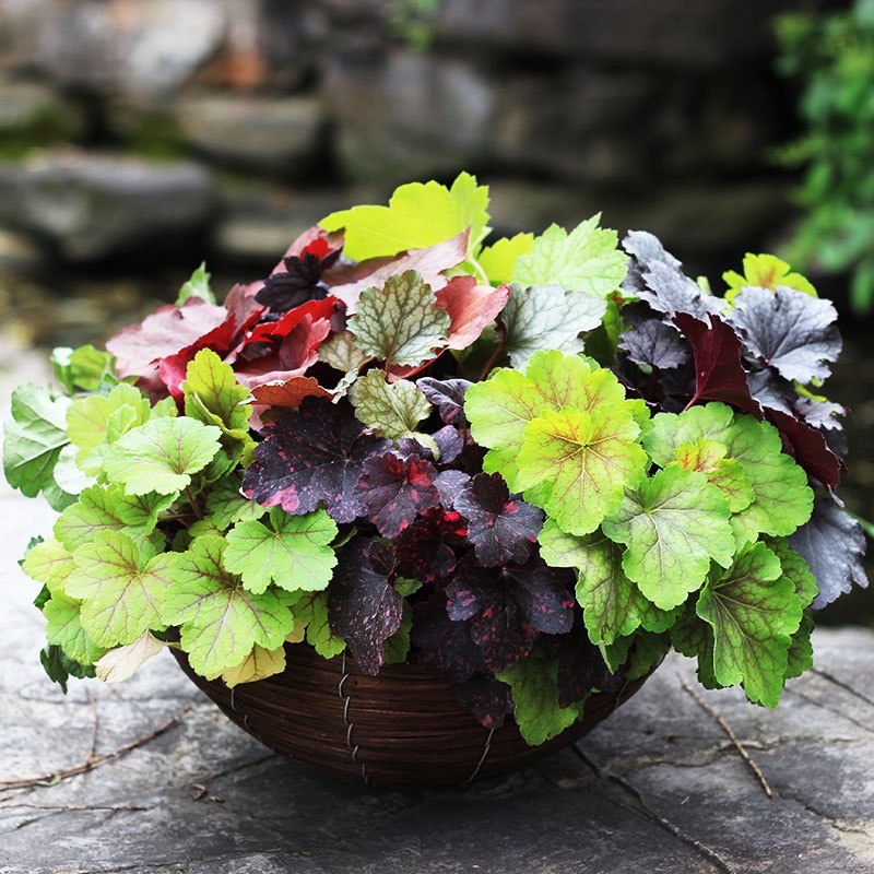 矾根大苗绿植盆栽阳台庭院多色观叶植物四季耐寒花卉植物视频