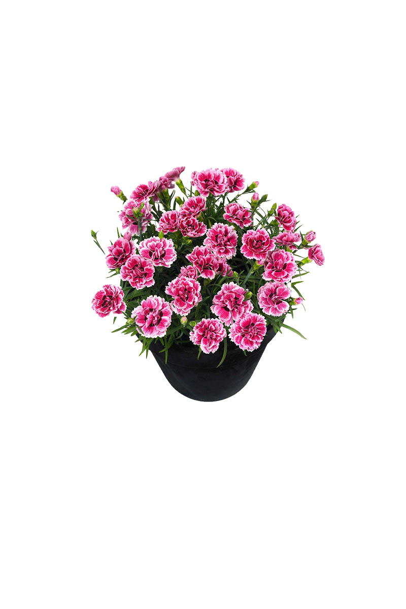 路轶森 石竹花 高30cm 棵高清大图