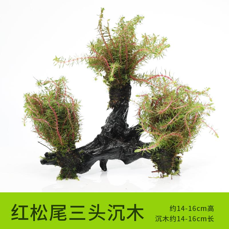 懒人水有茎类鱼缸装饰水榕沉木净化水质的水辣椒榕水族箱 【三头】红松尾三头沉木 默认尺寸