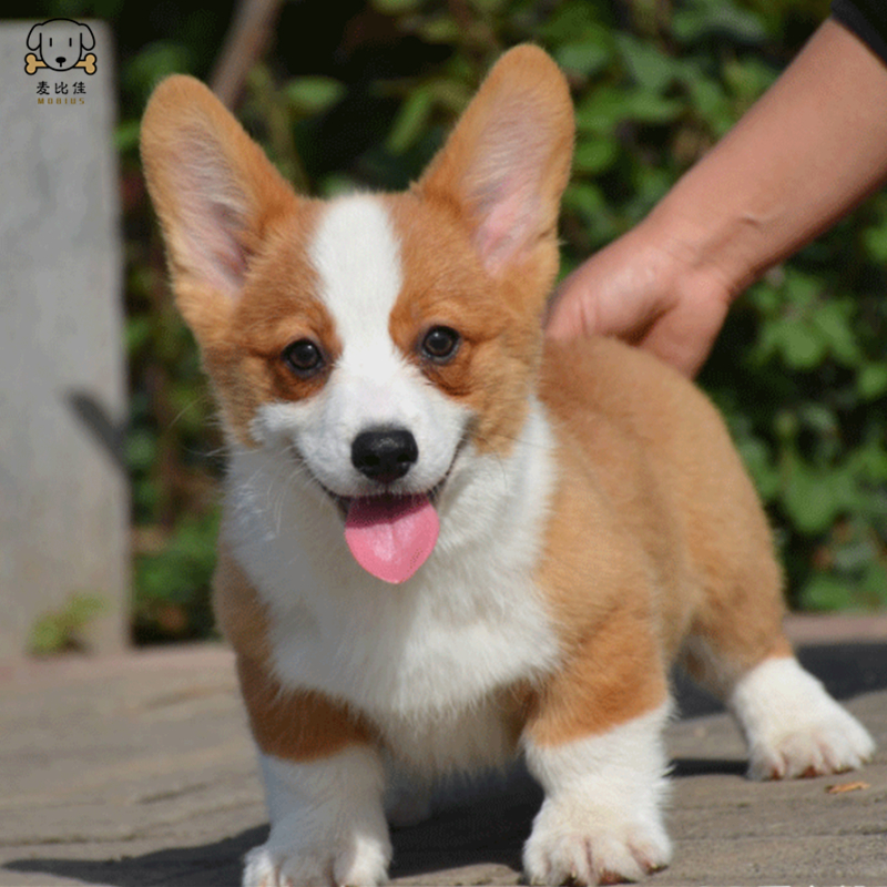 麦比佳 纯种柯基犬幼犬 狗狗活体小体柯基狗双血统级宠物狗狗 公母视频挑选小短腿小型犬包健康疫苗驱虫做好高清大图