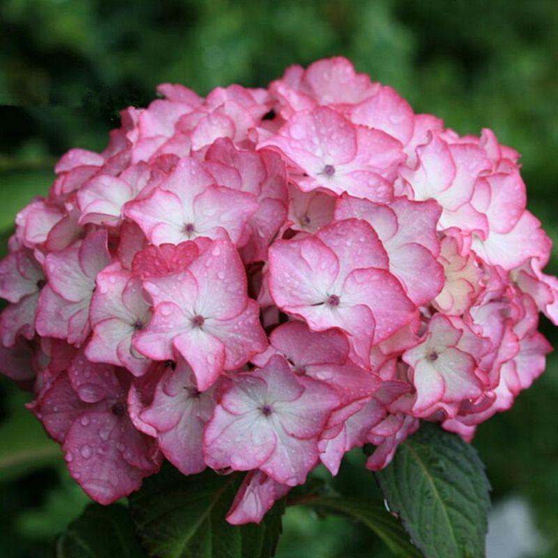 花卉绿植塞布丽娜八仙绣球花苗盆栽地栽耐寒阳台庭院八仙花