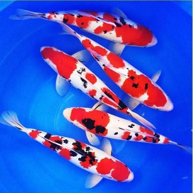 冷水观赏鱼锦鲤好养观赏鱼锦鲤鱼苗金鱼冷水鱼好养耐活金鱼批发锦鲤