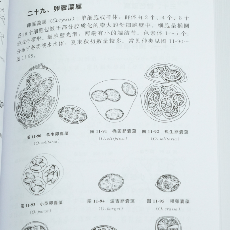 [正版]淡水微型生物与底栖动物图谱 第三版 周凤霞 细菌放线菌真菌蓝细菌藻类原生动物门轮虫节肢动物微型生物和120余种高清大图