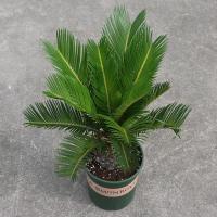 铁树苗植物盆栽苏铁苗大铁树庭院阳台室内绿植四季常青盆景邮