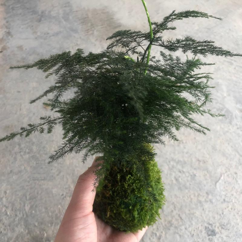 苔藓球 水培微景观绿植盆栽 水苔球镜面草赤楠六月雪桌面摆件 苔球盆问题请联系客服(托盘随机) 带盆(托盘随机或咨询客服)