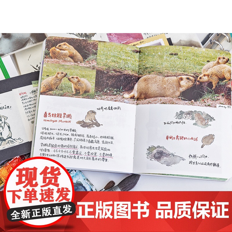 荒野笔记 扫把的自然观察手账 扫把 著 手绘插画集摄影地理自然动植物风景书籍 绘画 保护大自然环境珍爱生命守护动物书籍高清大图