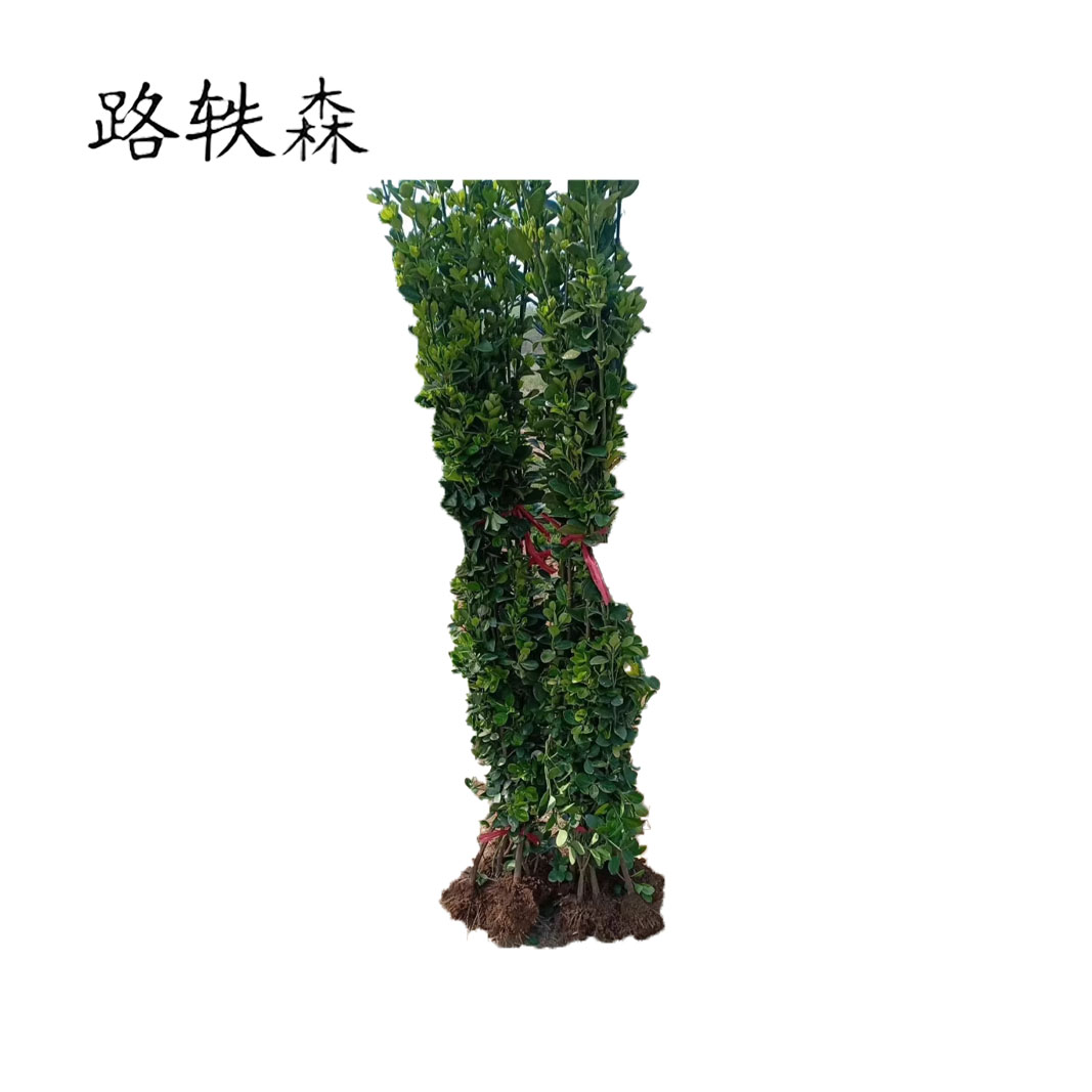路轶森 灌木树苗可选品种高度 1m-1.2m 棵高清大图