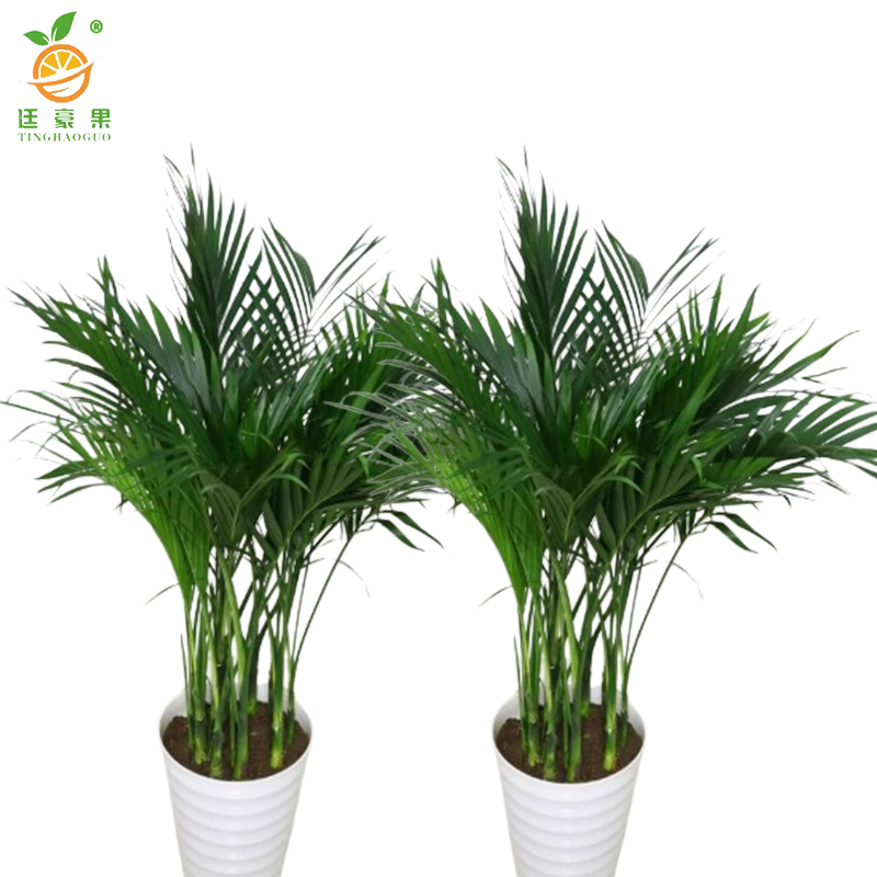 廷豪果 夏威夷竹 高1.8cm /棵高清大图