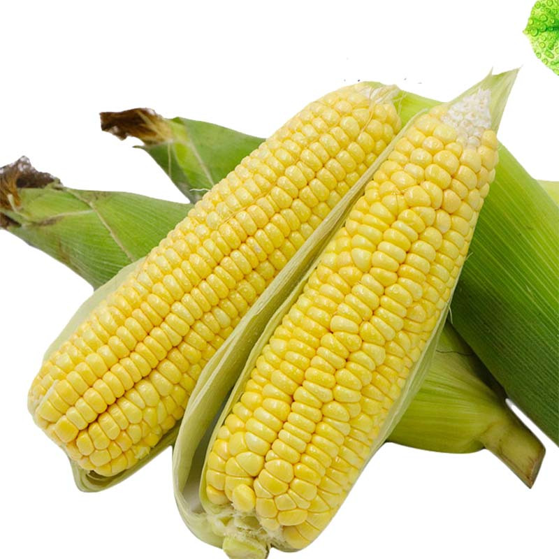 云南水果玉米甜玉米净重5斤200400g起新鲜蔬菜