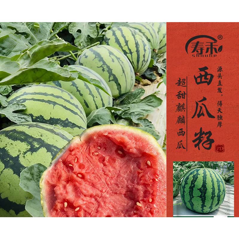 西瓜种 冰糖8424西瓜种子120粒