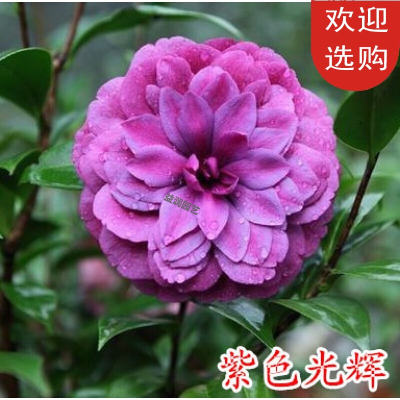 回固茶花品种一树多色五色赤丹茶花十八学士茶花盆栽名贵大红抖音紫色光辉5年苗不含盆图片 高清实拍大图 苏宁易购