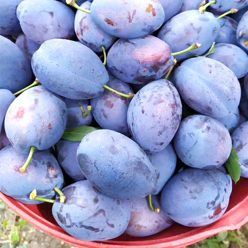 鲜木 汶川西梅 新鲜应季水果 现摘时令孕妇脆甜李子 2/3/5斤装 鲜果西