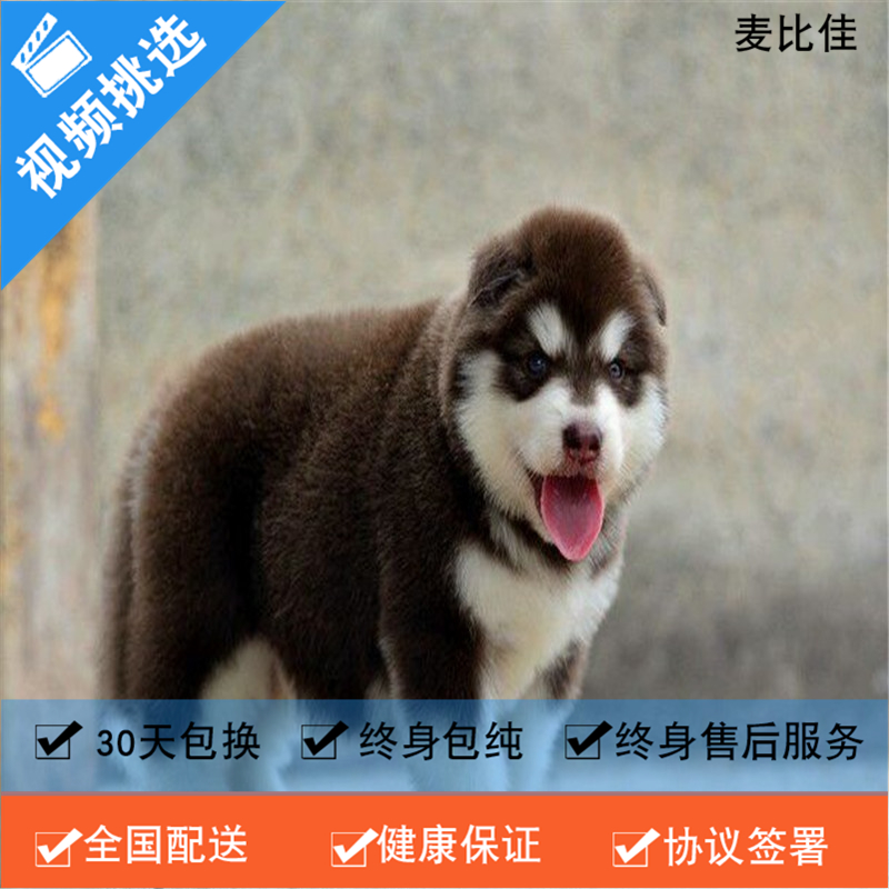 麦比佳 纯种巨型阿拉斯加幼犬活体宠物 熊版十字脸阿拉斯加雪橇犬 双血统烟灰色桃脸阿拉斯加幼崽 巨大型雪橇犬阿拉斯加犬红色高清大图