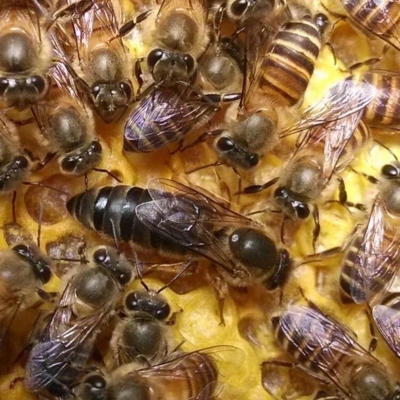 中蜂王活体种王开产王处女王阿坝王双色开产王开产王蜂王蜜蜂王 特价处女王随机发