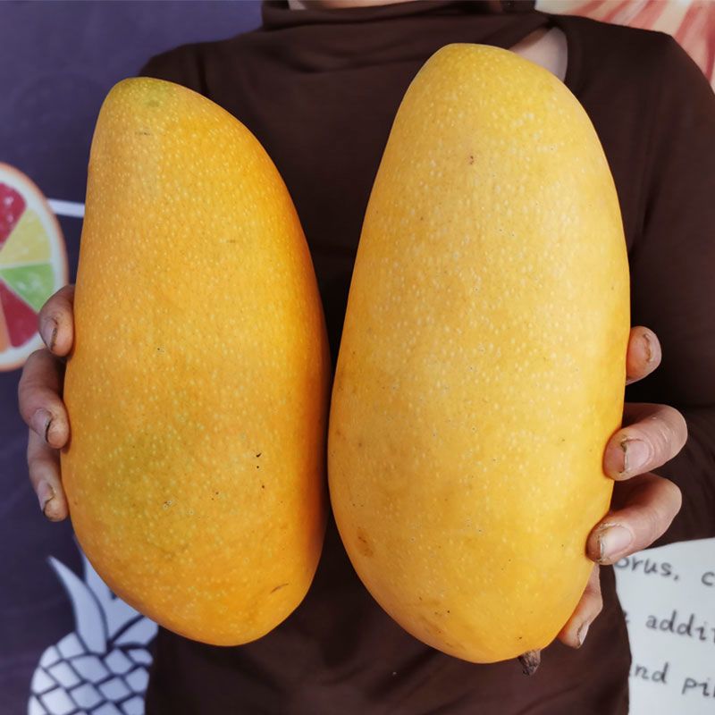 赛卡伊应季金煌芒现摘水仙芒新鲜大芒果热带水果整箱水仙芒批发
