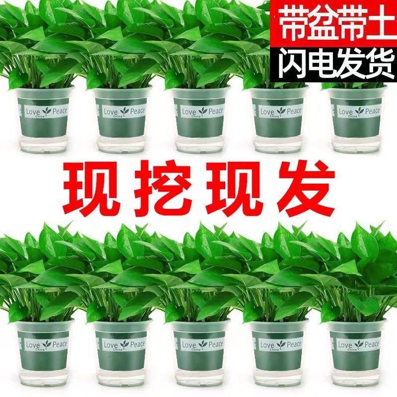 [120精品绿萝6盆装带吸水盆]盆栽除甲醛净化空气室内办公室水培花卉绿植