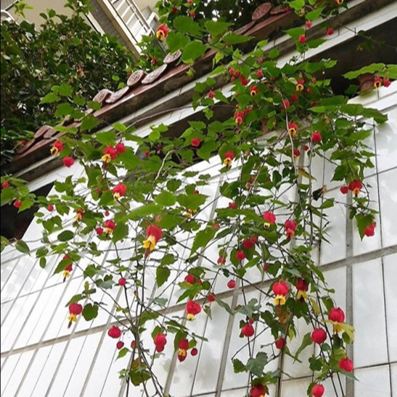 藤本爬藤植物盆栽灯笼花苗蔓性风铃花四季开花花卉观花植物室内花报价 参数 图片 视频 怎么样 问答 苏宁易购