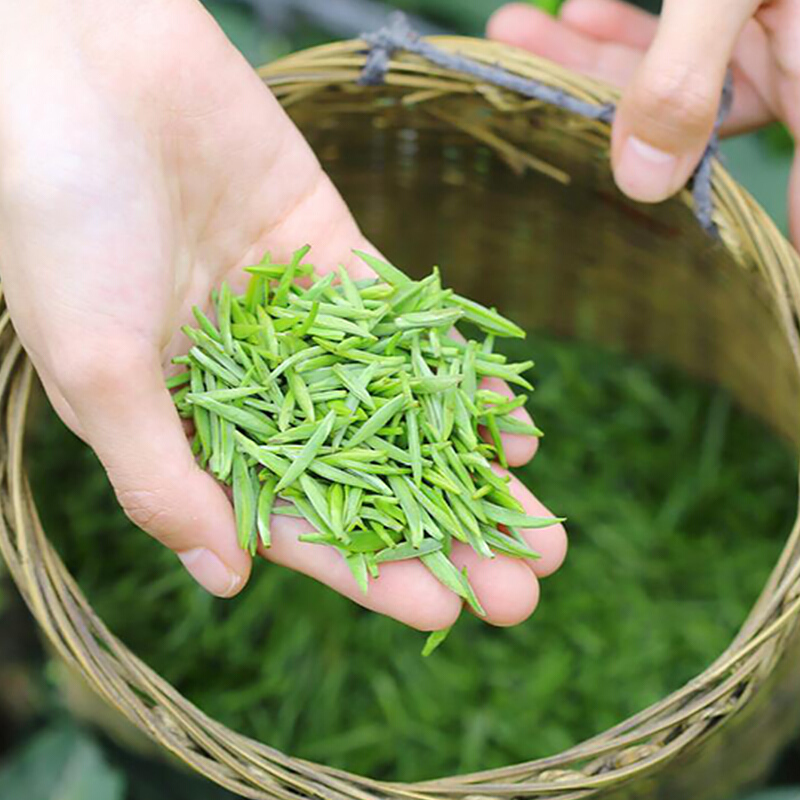 2021年开园头采新茶 特级雀舌绿茶茶叶礼盒装100g/盒