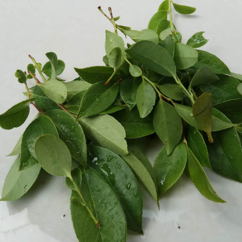 乌饭叶新鲜500g南烛叶乌饭乌树叶乌饭草制作乌米饭生鲜