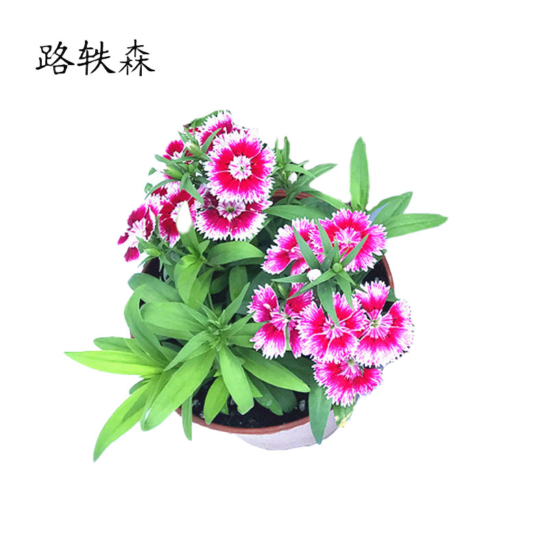 路轶森 石竹花 高30cm 棵高清大图