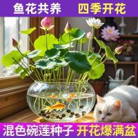 种子碗莲种七彩五颜六色水培花卉水养四季莲花荷花种莲藕绿植水培莲子 均码 遇水即活开口碗莲10粒送营养液99%发芽率