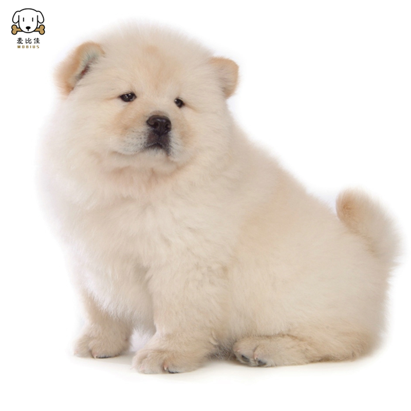 麦比佳松狮犬幼犬松狮狗狗活体 纯种双血统大骨架大肉嘴松狮狗赛级面包嘴中大型家庭犬米白色黄色黑色 视频挑选高清大图