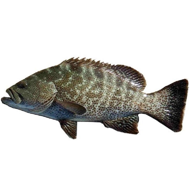 新鲜石斑鱼(杀好)视频介绍_新鲜石斑鱼(杀好)功能演示视频-苏宁易购