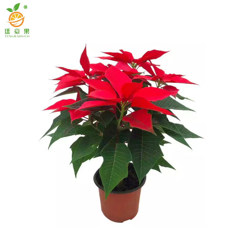 廷豪果 一品红盆栽 20cm高 /棵高清大图