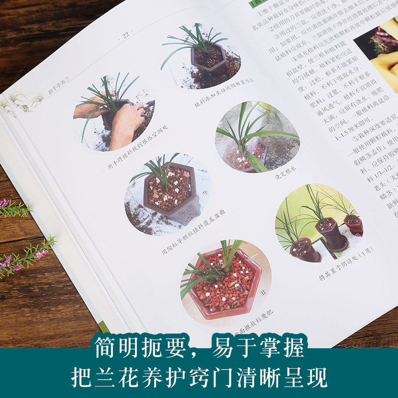 [正版]新手学养兰养花 兰花书籍大全养兰花的书兰花种植养殖技术中国兰花全书 兰花书籍大全 鉴赏 养花书籍种花大全植物书高清大图