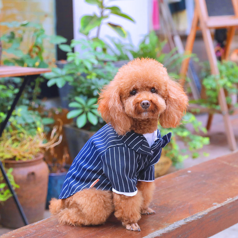 狗狗衣服夏天西装法斗西服泰迪巴哥斗牛犬夏季四脚装宠物夏装礼服