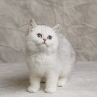 英短银渐层猫咪英国短毛猫银渐层纯种猫咪幼崽