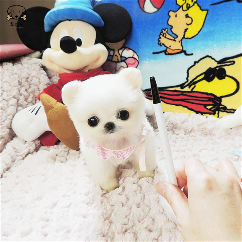 麦比佳 狗狗活体 纯种博美犬幼犬 活体宠物狗狗哈多利系球体博美狗 玩具型博美犬茶杯犬 长不大博美日系俊介犬高清大图