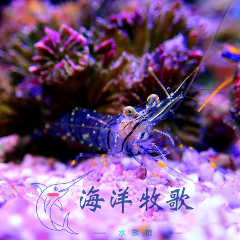 海水虾活体黄点玻璃虾太平洋长臂虾除藻工具虾海水鱼缸观赏虾>800_800