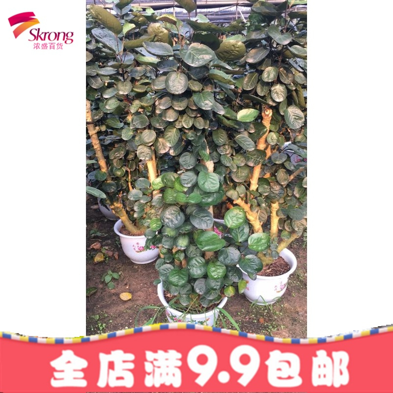 金钱兜 圆叶福禄桐绿植盆栽 桌面盆栽 绿色植物创意绿植花卉包邮