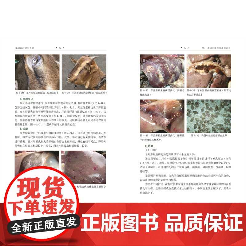 [店]羊病诊治实用手册 农业养殖高清大图