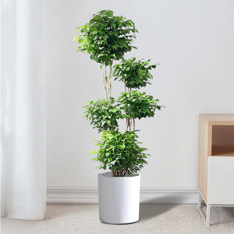 花知趣幸福树盆栽室内绿植高杆大型植物绿宝办公室客厅