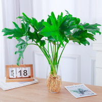 水培植物春羽盆栽蔓绿绒室内龟背竹春雨绿植常青绿萝好养办公桌面 单发植物-春羽20-25cm3棵