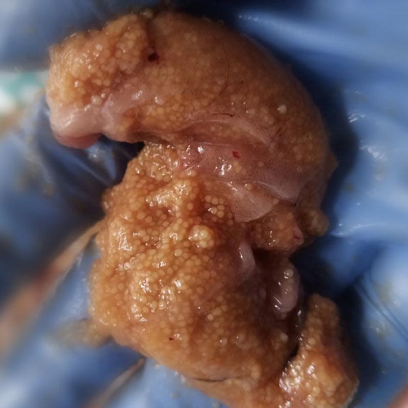 新鲜鱼籽鱼子鱼卵鱼泡鱼油鱼白鱼杂鲤鱼速冻野生鱼籽1斤装新鲜鱼籽