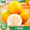 [苏鲜生]广西小金桔 9斤 特大果 约28个/斤 新鲜水果脆甜滑皮冰糖金桔应当季水果