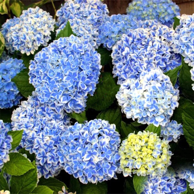 子喧花卉绿植薄荷糖八仙绣球花苗盆栽耐寒阳台八仙花