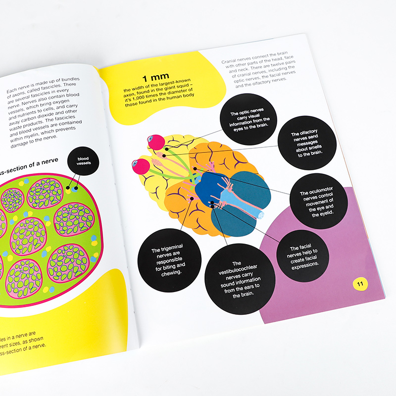 [正版]英文原版 感官 神经 消耗 生殖系统 The Bright & Bold Human Body 人类身体循环高清大图