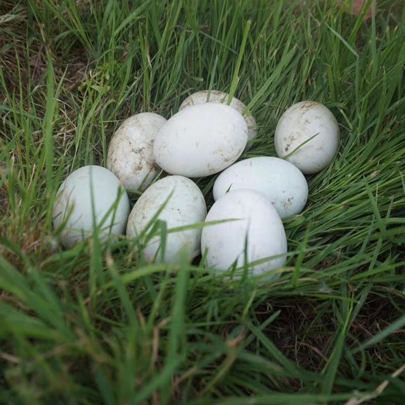 赛卡伊现捡新鲜鸭蛋微山湖土鸭蛋生鸭蛋新鲜正宗散养鸭蛋批发