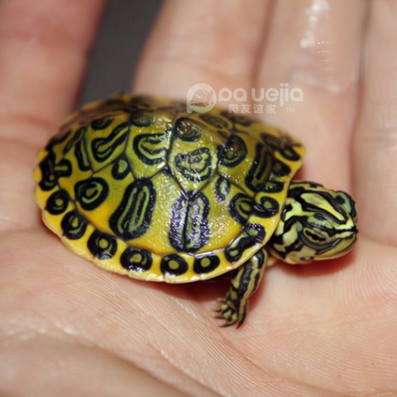 2到3厘米 1只单身龟