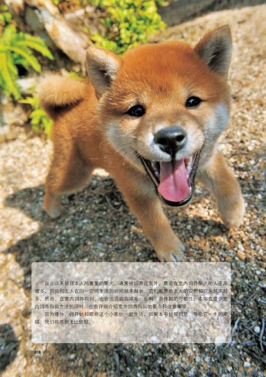 [醉染正版]柴犬养护全程指导 全彩图解柴犬饲养方法养护全程指导宠物狗喂养实用手册新手入门狗狗的日常护理与驯养一本书读懂你高清大图